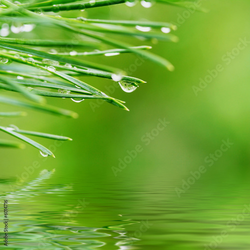 Morning dew on pine needles reflected in rendered water