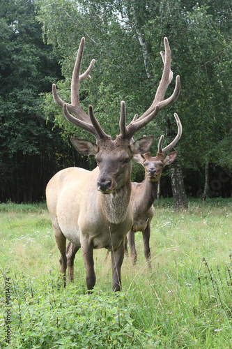 2 adult deers on a wood glade