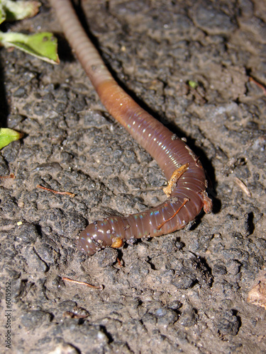 worm 