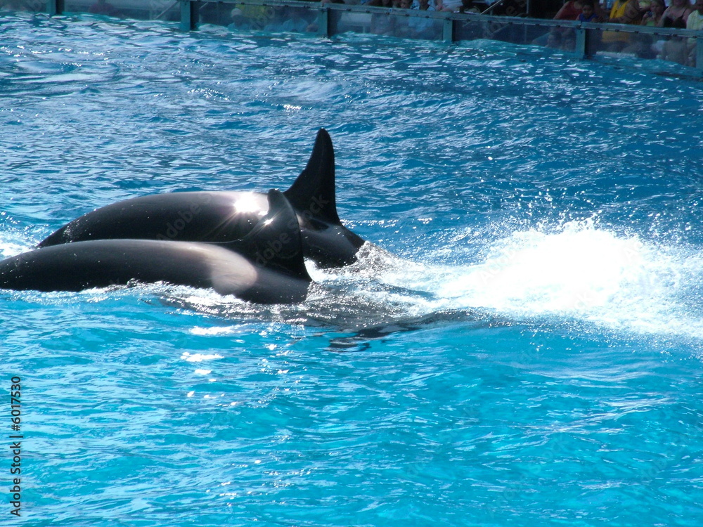 Obraz premium Dolphin Pair