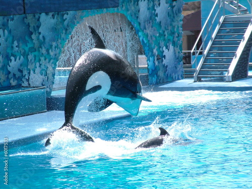 Killer Whales