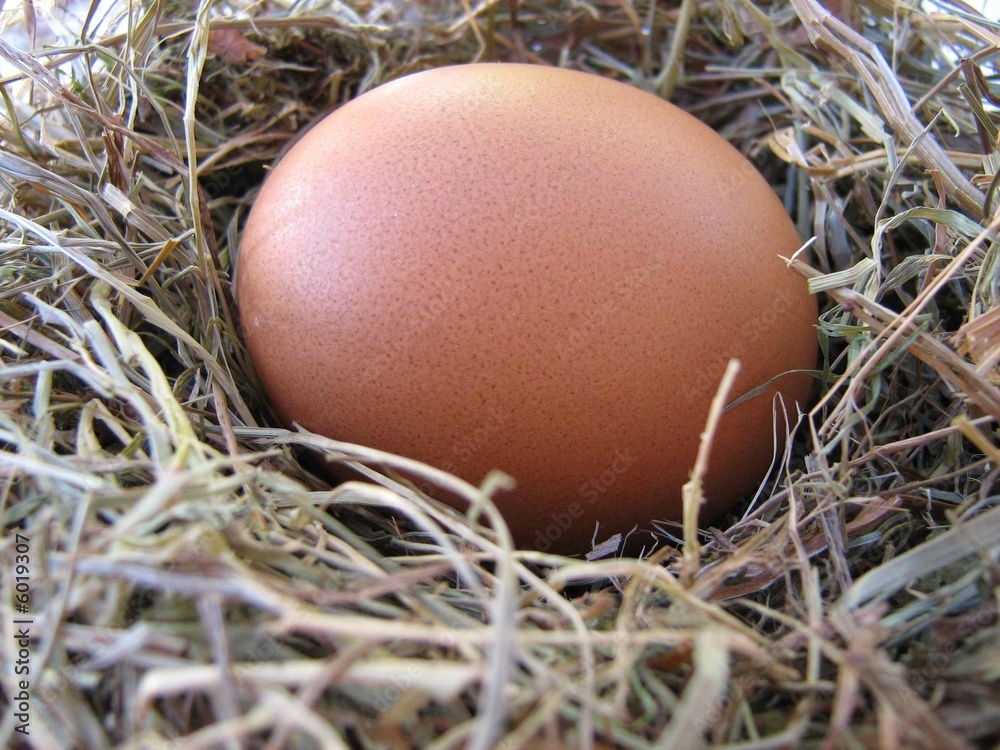 Nest Egg Nest Egg