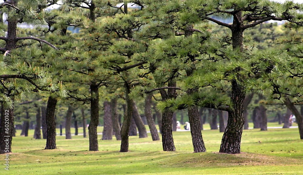 Naklejka premium Tall Trees In The Park