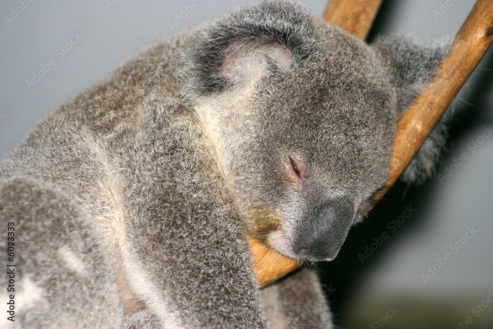 Fototapeta premium Koala Bear..