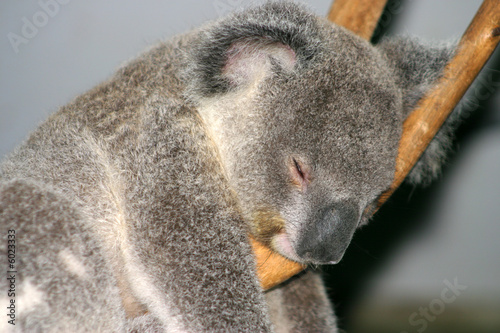 Koala Bear.. photo