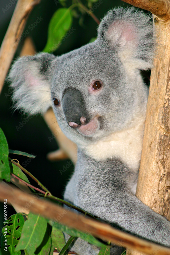 Fototapeta premium Koala Bear..