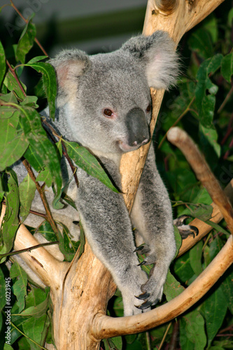 Koala Bear..