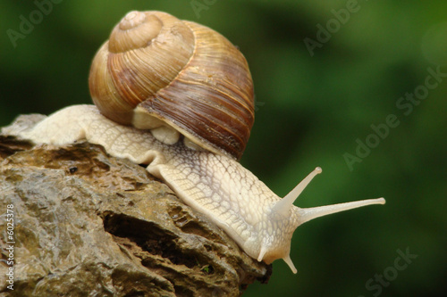 Escargot de bourgogne,Aude,Pyrénées