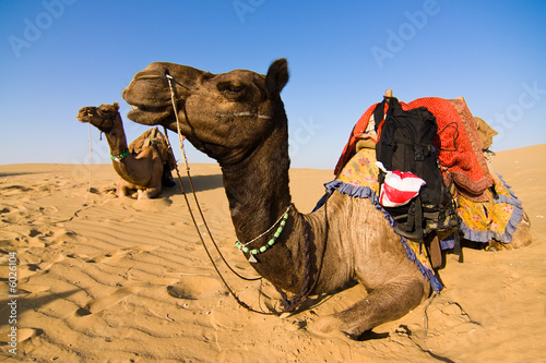 Camel on safari - Thar desert  Rajasthan  India