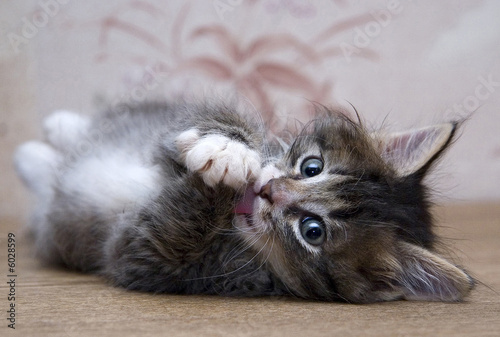 kitten playing and looking at photographer