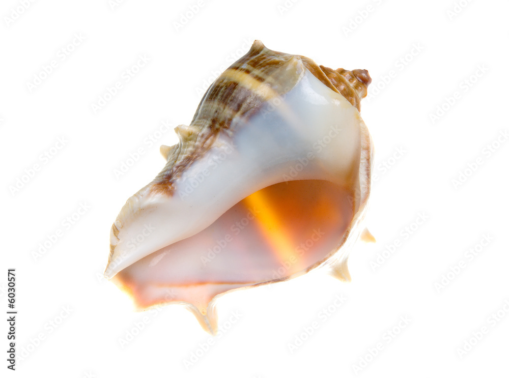 Seashell  isolated on white background