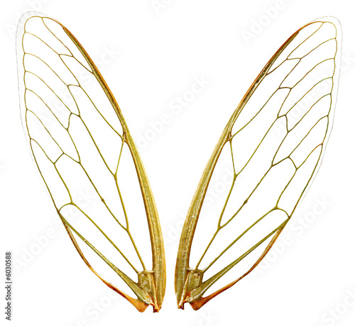 A pair of cicada wings, with clipping path.  