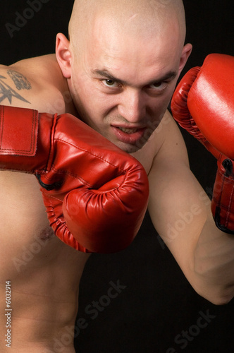Photography Boxer.