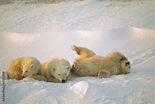 Polar bear family on Arctic tundra
