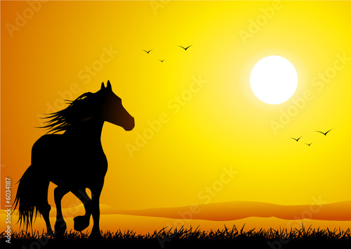 Wild horse at sunset