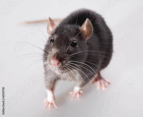 funny rat close-up isolated on white background