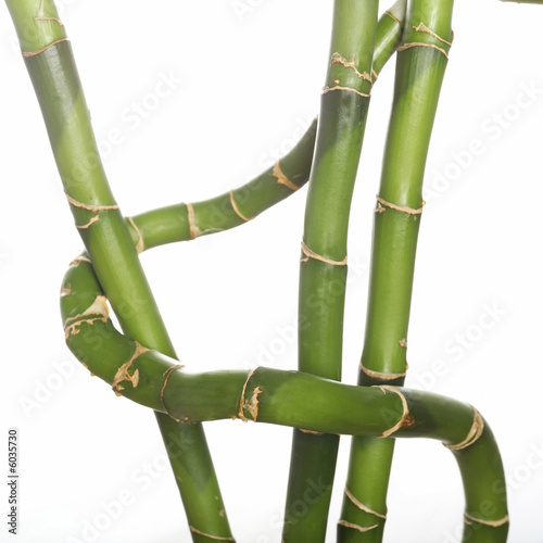 studio close up of bamboo tree stems