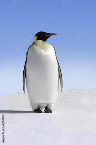 Single emperor penguin in Antarctica