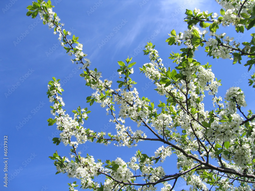 Branch in bloom with a blue sky Branch in bloom with a blue sky