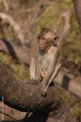 Macaque.Thailnd.