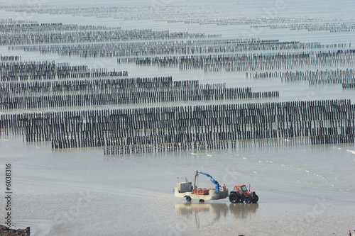 Recolte des moules sur buchots photo