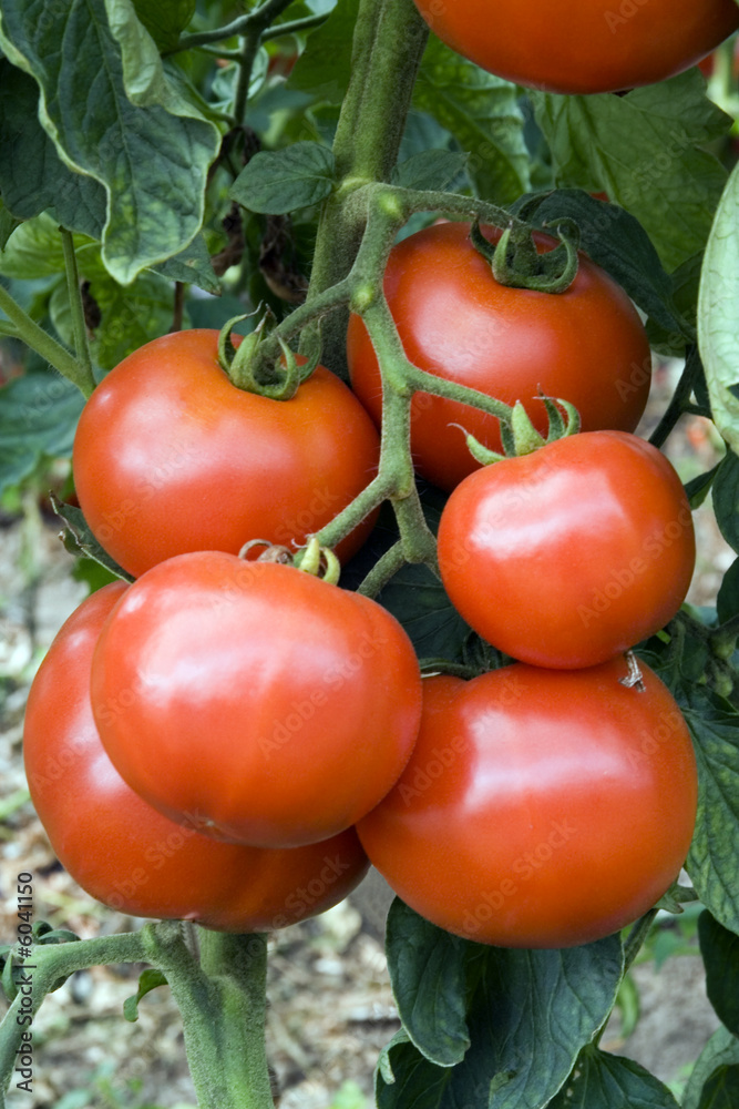 Fresh tomatoes on the branch