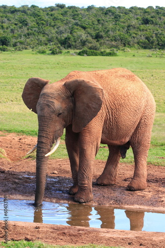 A young African Elephant Bull drinking at a waterhole