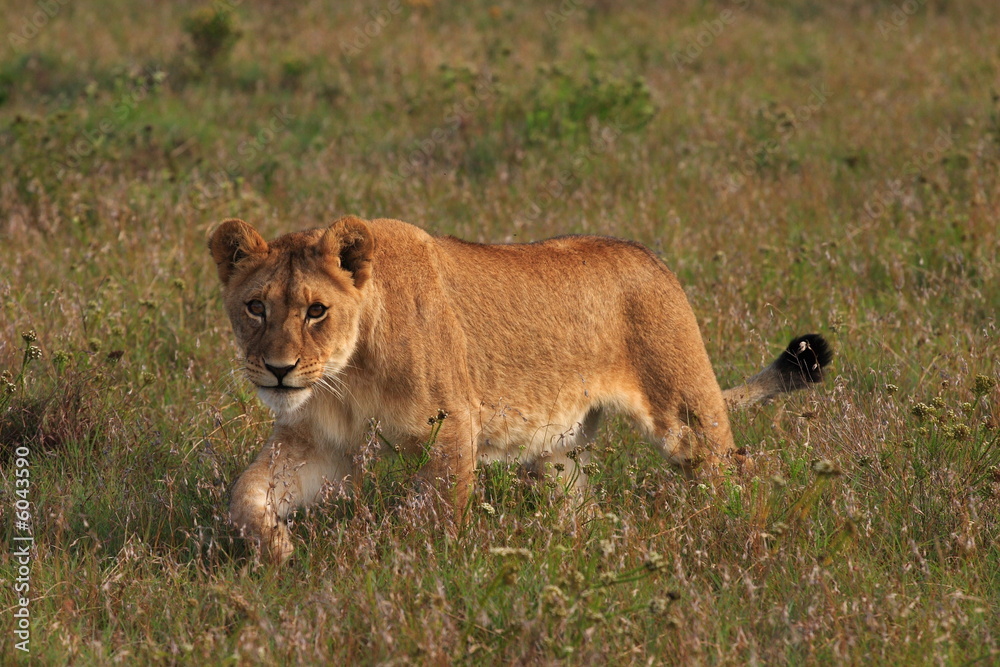 Young lion stalking