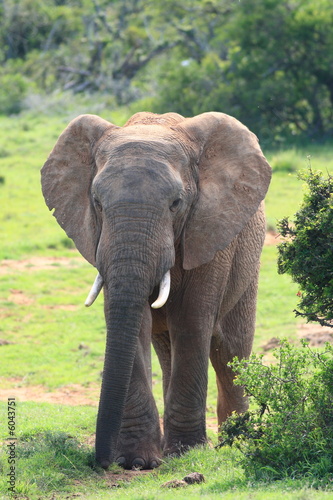 A young African Elephant Bull 