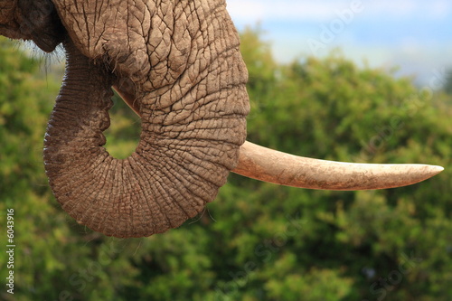 Fotografie African Elephant Bull showing trunk and tusk