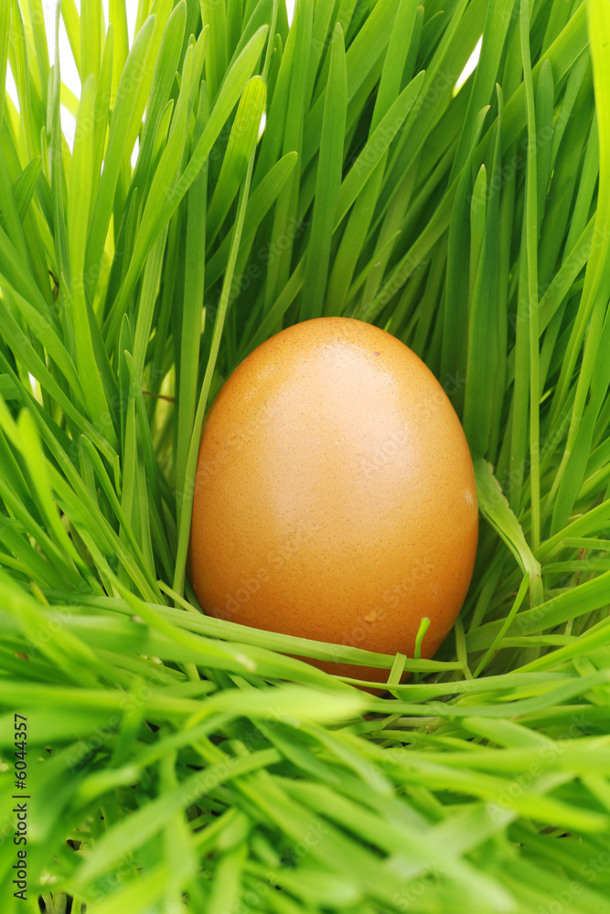 colorful eggs in nest made out of grass colorful eggs in nest made out of grass