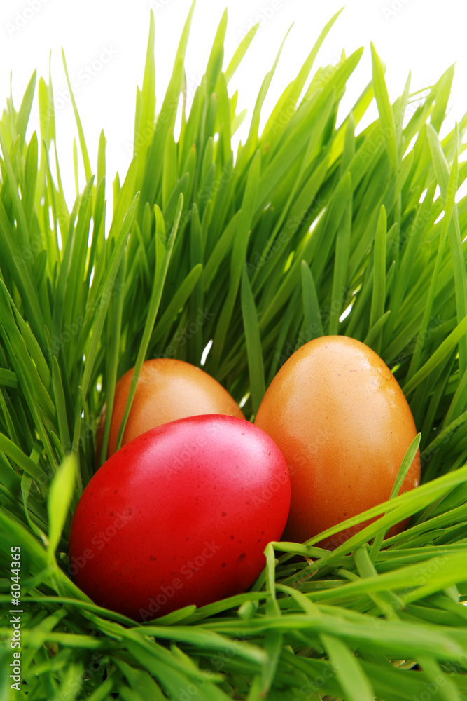 colorful eggs in nest made out of grass colorful eggs in nest made out of grass
