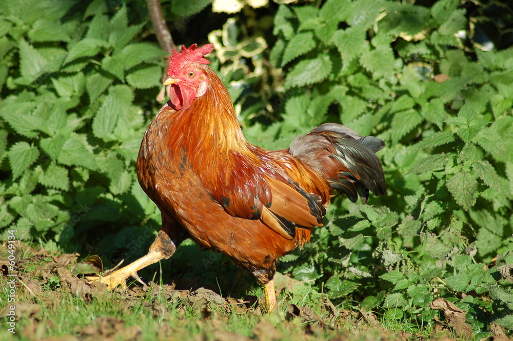 Fototapeta premium Hahn