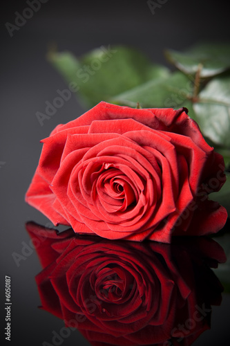 Rose on reflective background