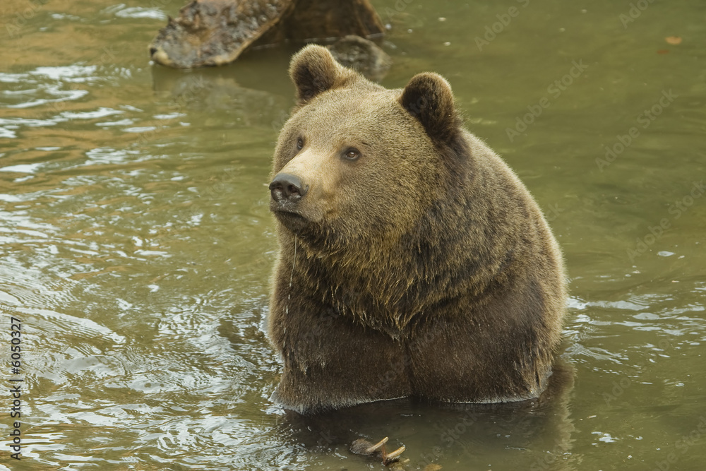 Brown bear