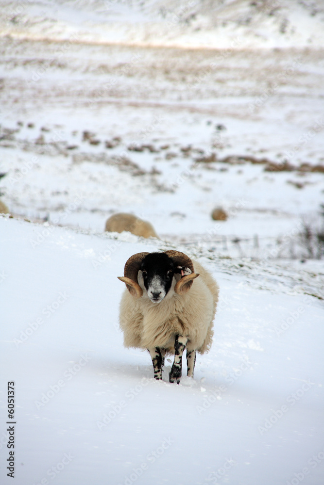 Sheep in the snow up in Northumberland's National park