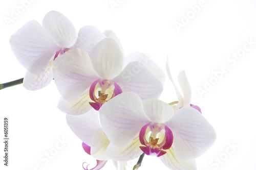 Orchid White © Jim Thurston