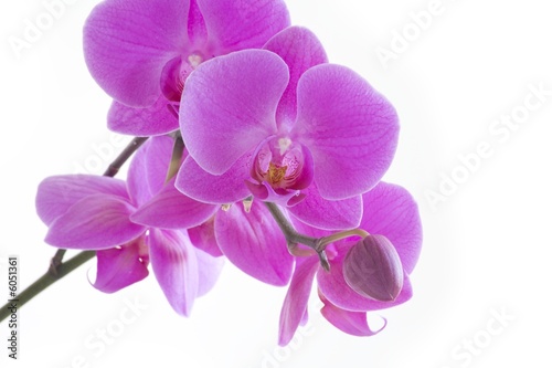 Fototapeta Naklejka Na Ścianę i Meble -  Orchid Pink