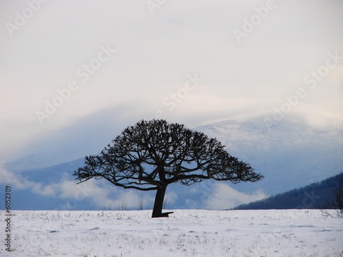 Winter Tree