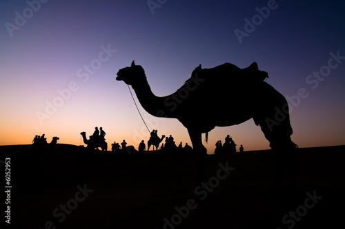 Silhouette of a camel at sunset - Thar desert  Rajasthan  India