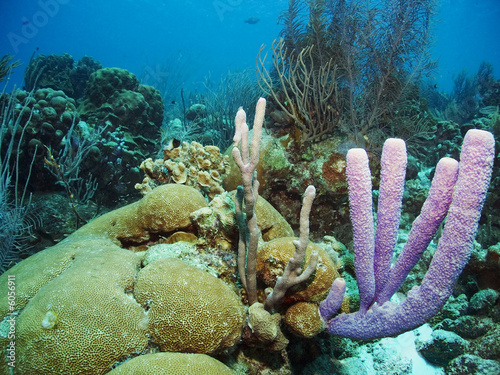 Corals and sponges in the Caribbean Sea