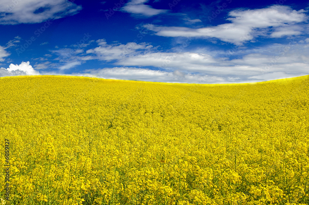 giallo e blu