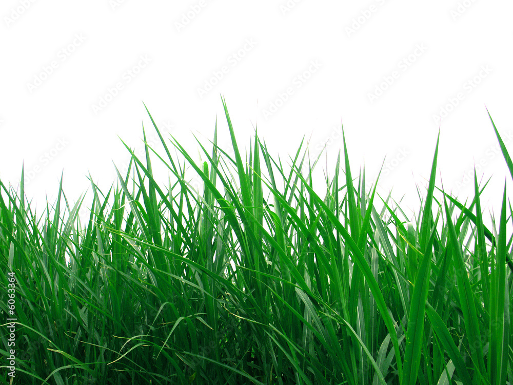 Fototapeta premium verdure