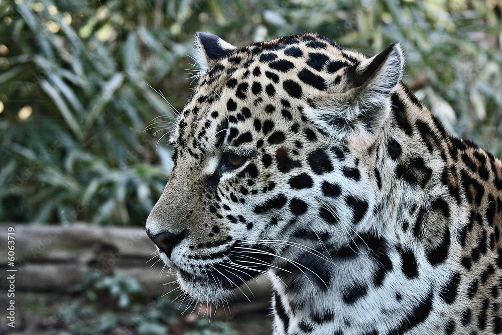 Obraz premium Leopard
