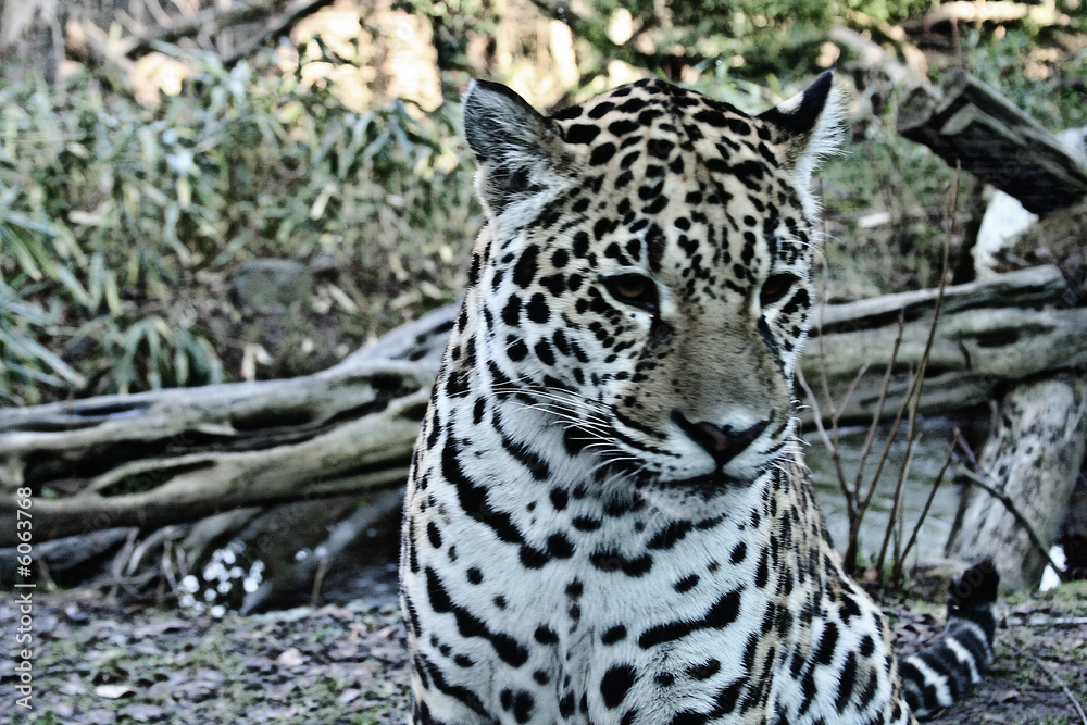 Obraz premium Leopard