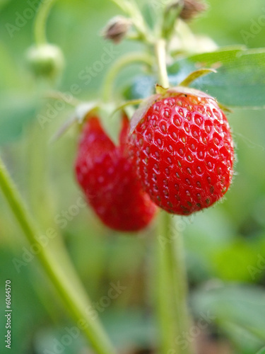 strawberry