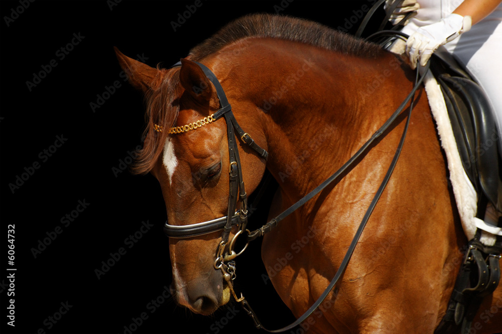 Obraz premium dressage, sorrel horse - isolated on black