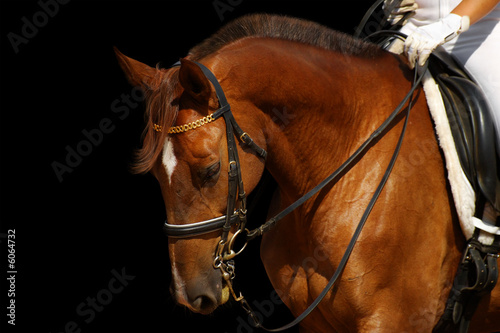dressage, sorrel horse - isolated on black