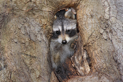 Baby Raccoon (Procyon lotor)