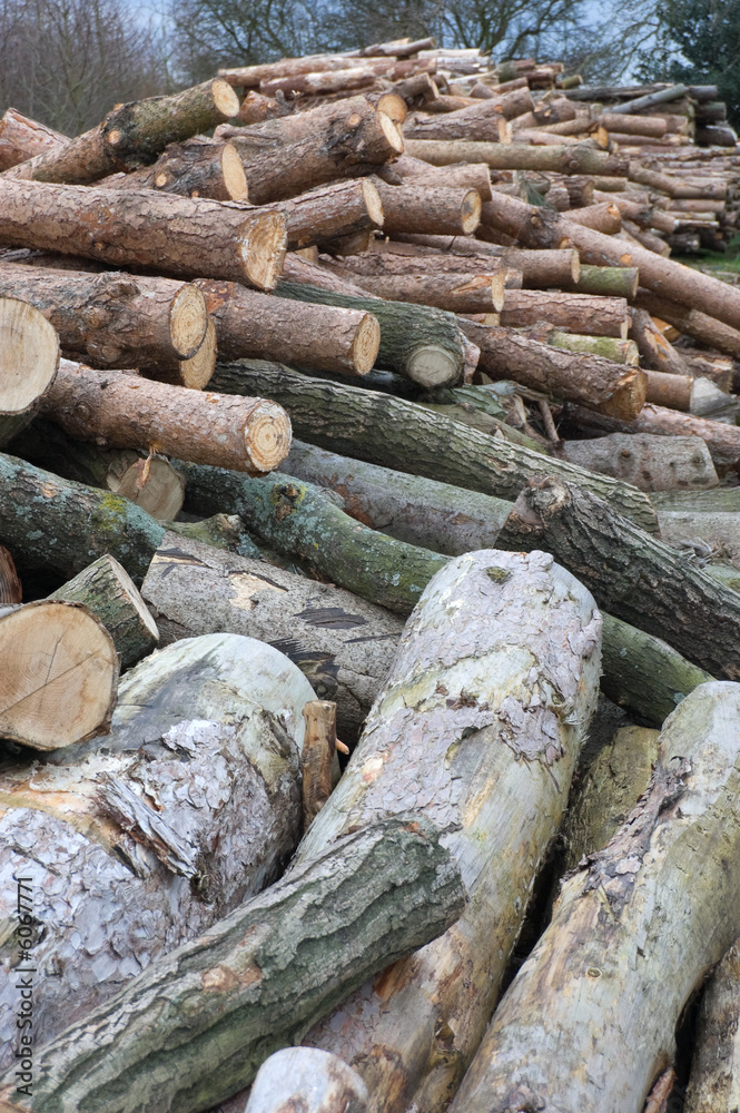 Stack of logs